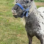 Maringotka Kvetuska Na Farme