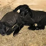 Maringotka Kvetuska Na Farme Pulecny