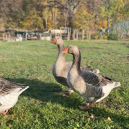 Maringotka Kvetuska Na Farme
