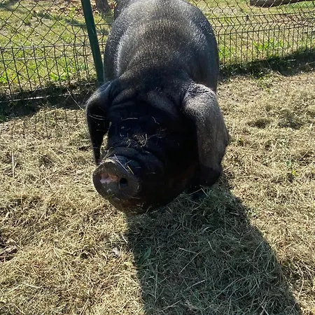 Kamp alanı Maringotka Kvetuska Na Farme *