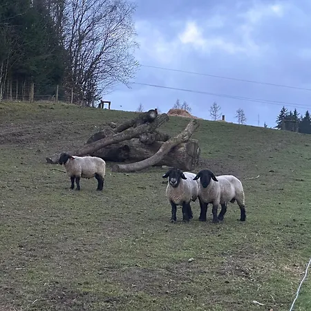 Kemping Maringotka Kvetuska Na Farme *