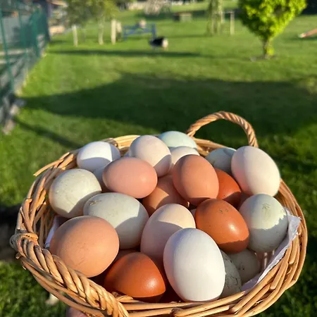 Maringotka Kvetuska Na Farme *