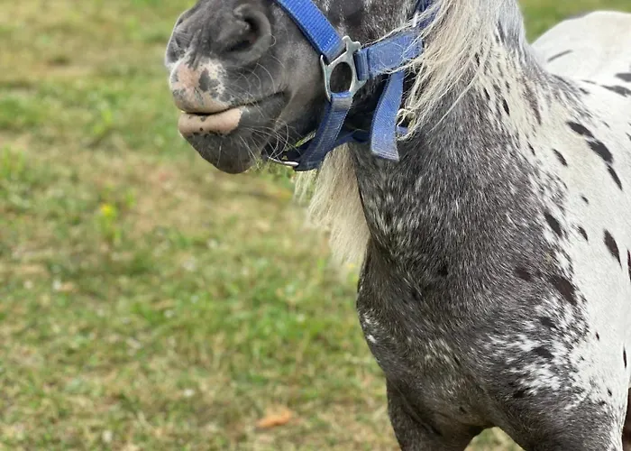 Maringotka Kvetuska Na Farme