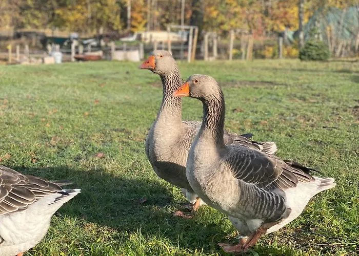 Maringotka Kvetuska Na Farme