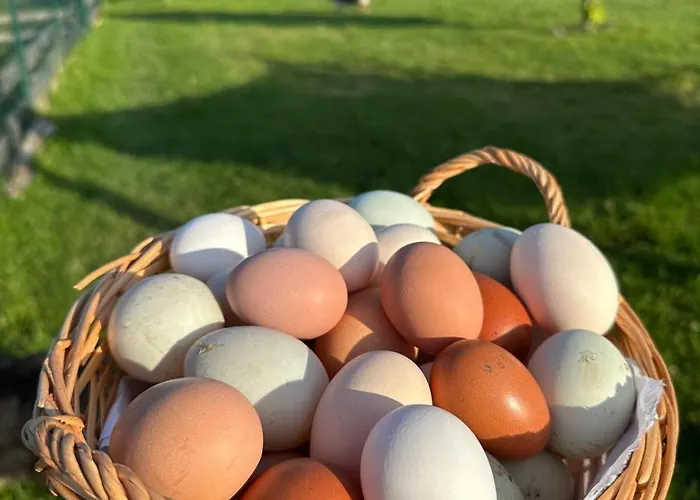Maringotka Kvetuska Na Farme *